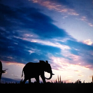 Spectacle d ombres chinoises HISTOIRE d IVOIRE La vie des derniers éléphants d'Afrique le vilage 05 