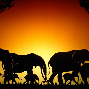 Spectacle d ombres chinoises HISTOIRE d IVOIRE La vie des derniers éléphants d'Afrique la savane 05 