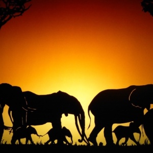 Spectacle d ombres chinoises HISTOIRE d IVOIRE La vie des derniers éléphants d'Afrique la savane 05