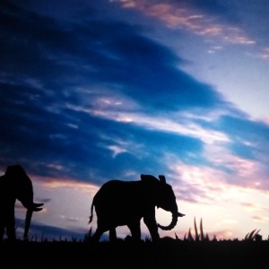 Spectacle d ombres chinoises HISTOIRE d IVOIRE La vie des derniers éléphants d'Afrique le vilage 05
