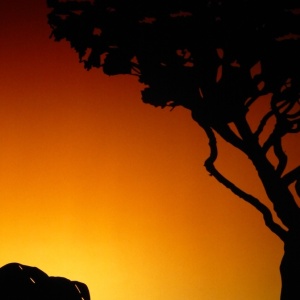 Spectacle d ombres chinoises HISTOIRE d IVOIRE La vie des derniers éléphants d'Afrique la savane 02