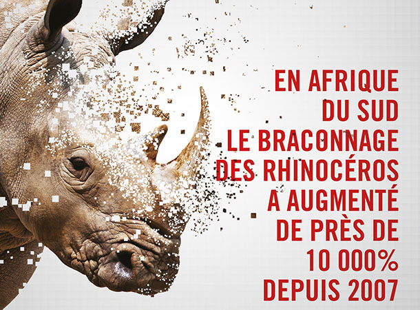 Rhino IFAW