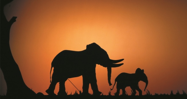 « Histoire d'ivoire » éléphants