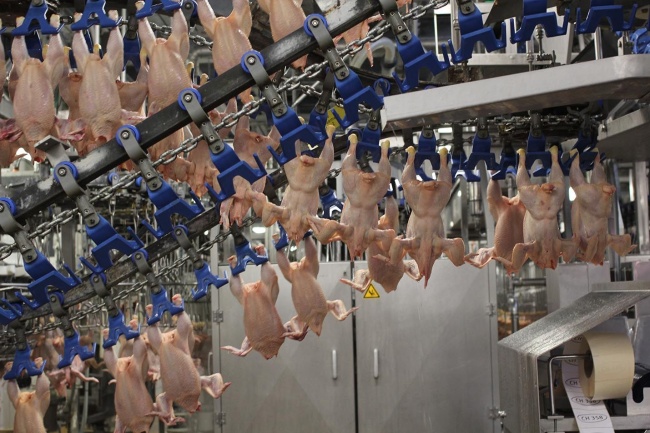 Chaine de poulets