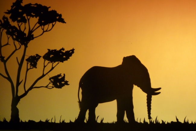 Spectacle d'ombres chinoises HISTOIRE d'IVOIRE La vie des derniers éléphants d'Afrique (la savane 11)