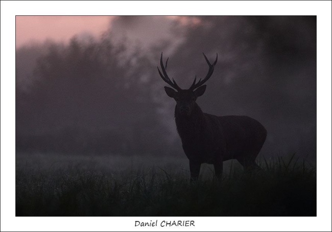 Daniel CHARIER Photographe Clicpassion Cerf