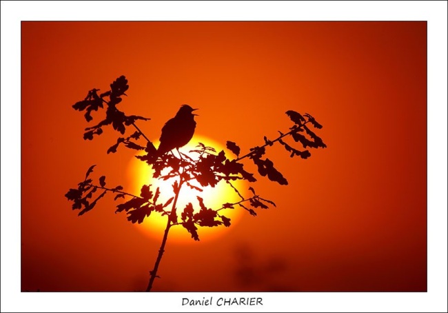Daniel CHARIER Photographe Clicpassion Oiseau