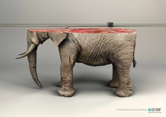 ifaw 3d print elephant aotw